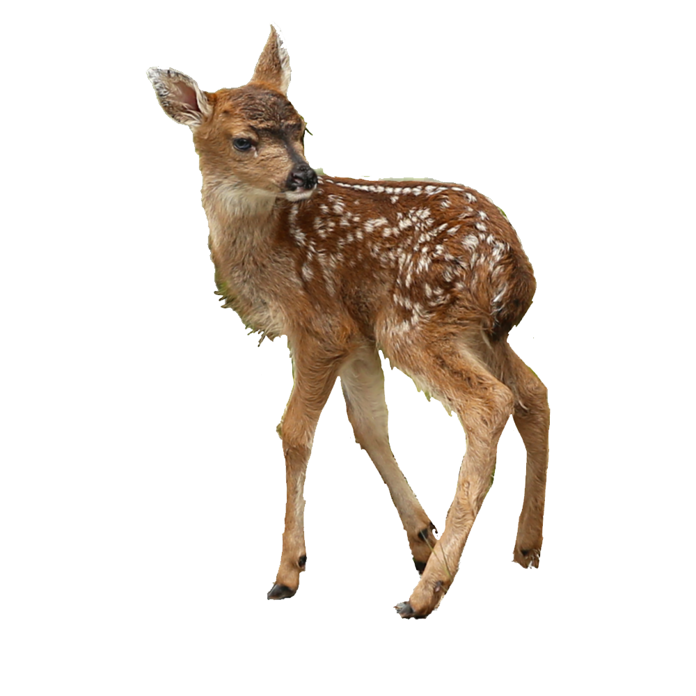 Fawn Transparent Picture