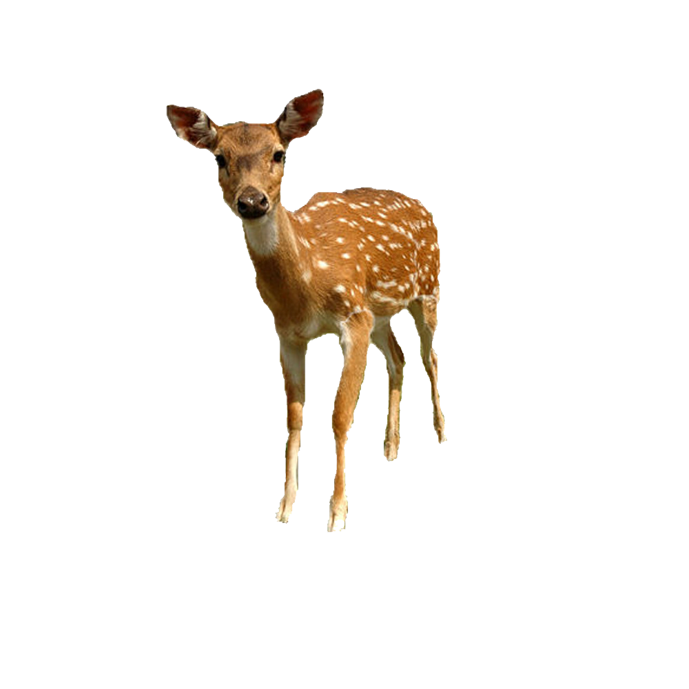 Fawn Transparent Gallery