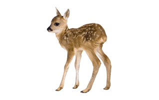 Fawn PNG