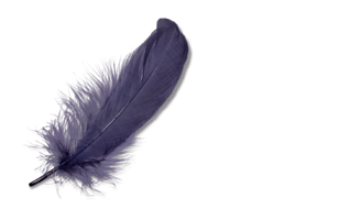 Feather PNG