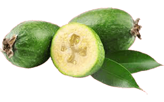 Feijoa PNG