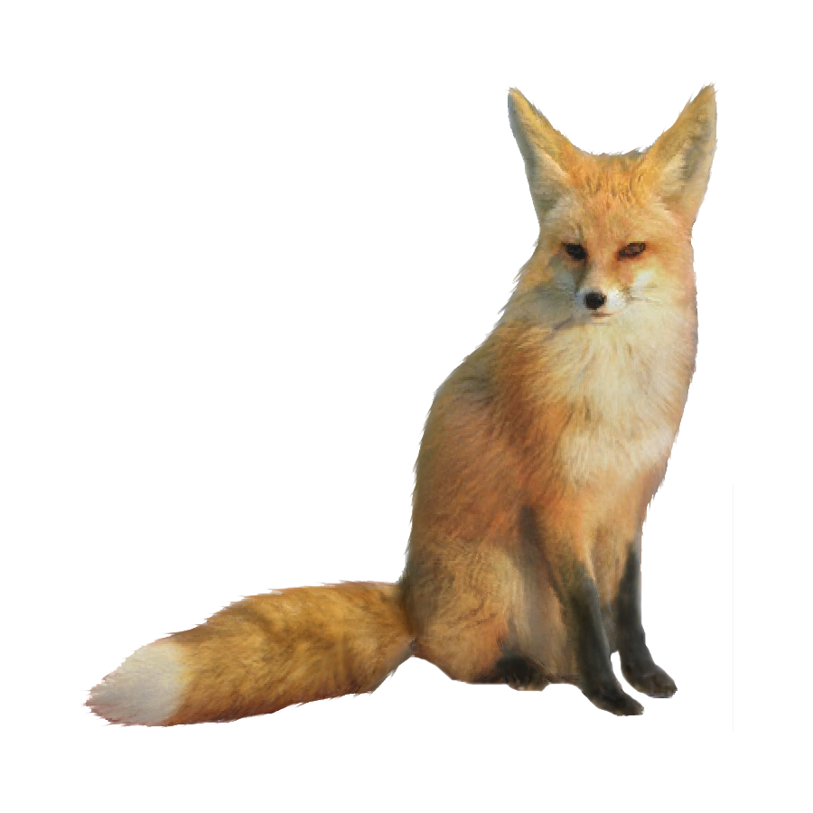 Fennec Fox Transparent Photo