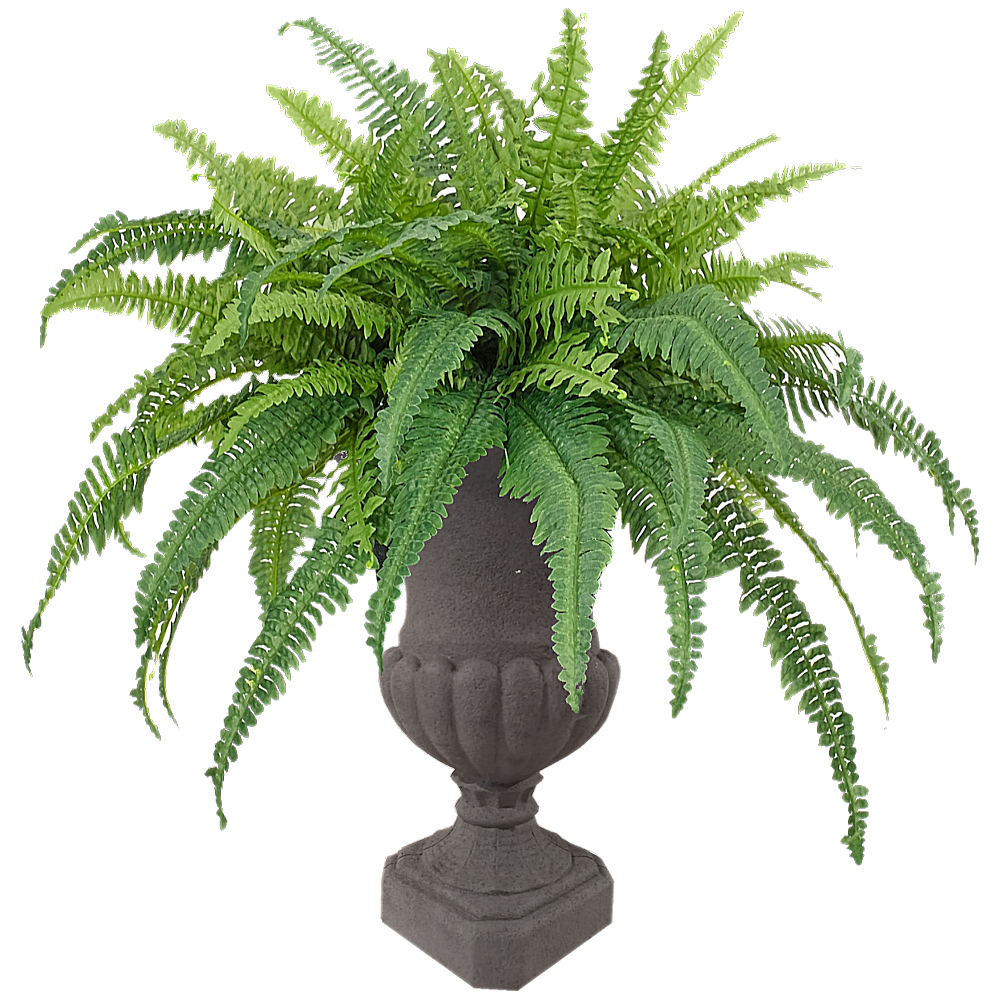 Ferns Plant  Transparent Image