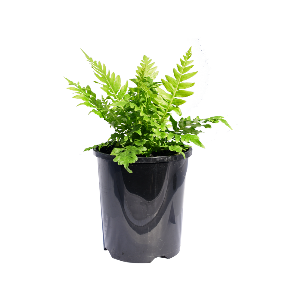 Ferns Plant  Transparent Photo