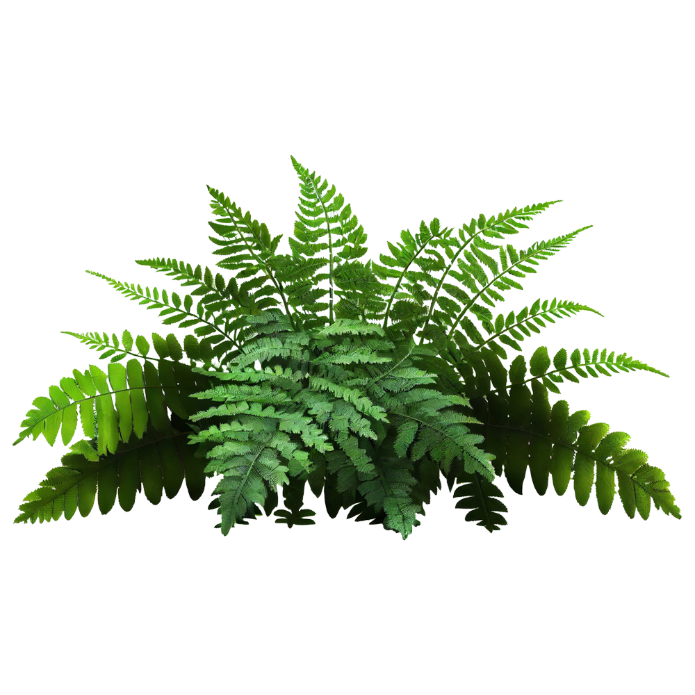 Ferns Plant Transparent Picture