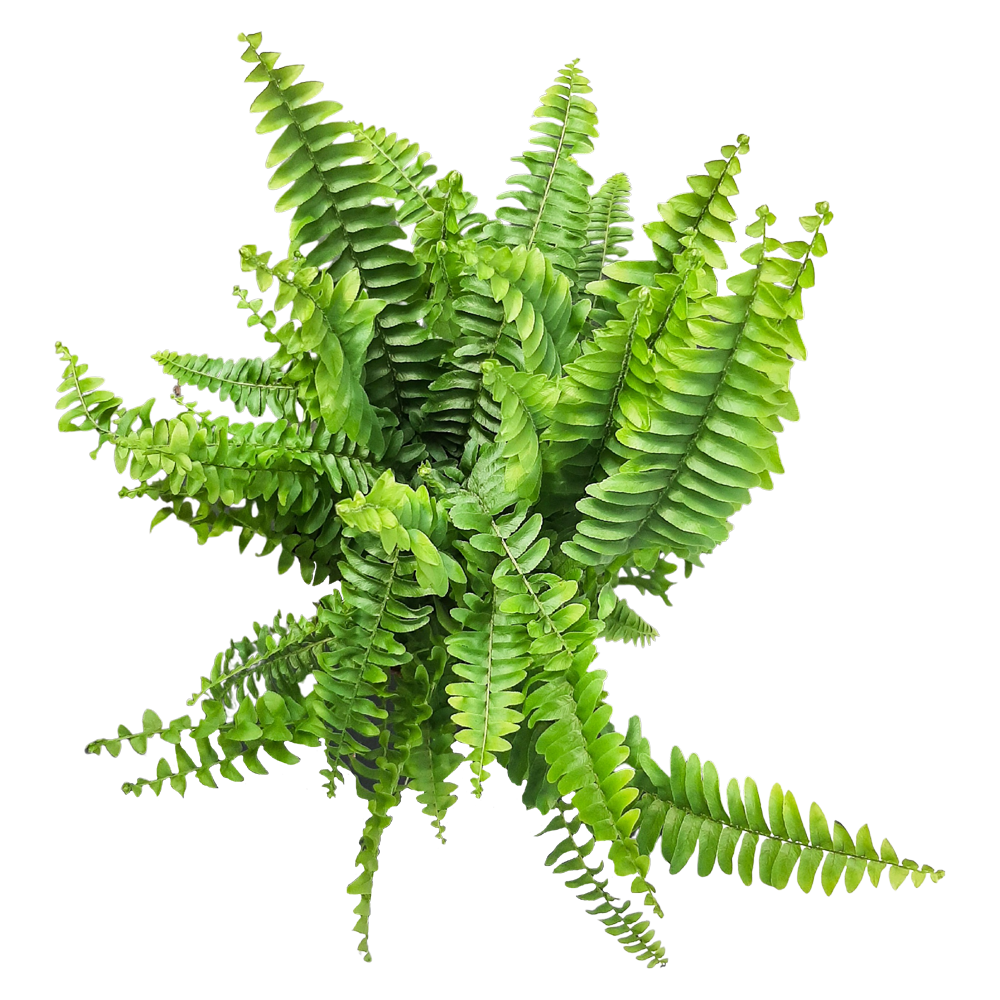 Ferns Plant  Transparent Clipart