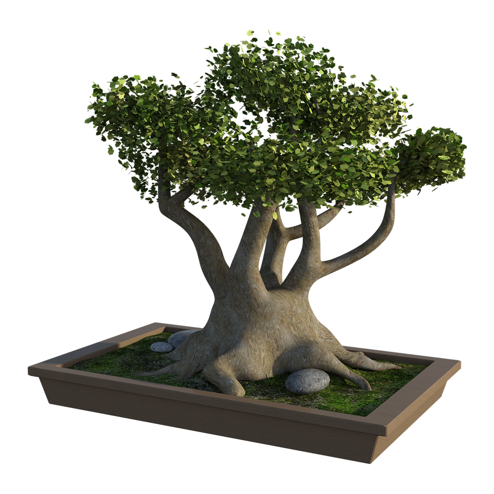Ficus Bonsai Plant  Transparent Image