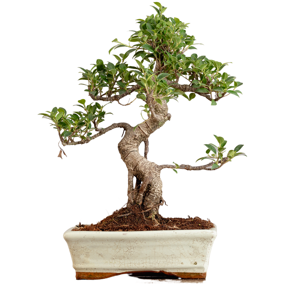 Ficus Bonsai Plant  Transparent Clipart