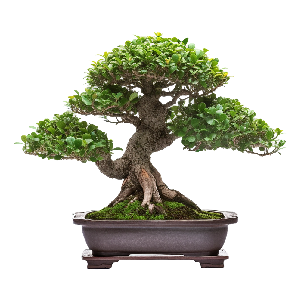 Ficus Bonsai Plant  Transparent Gallery