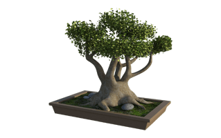 Ficus Bonsai Plant PNG