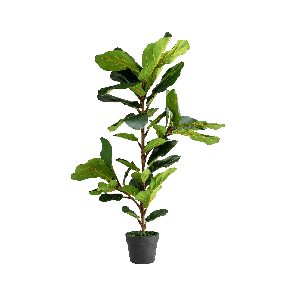 Fiddle Leaf Fig Plant  Transparent Photo