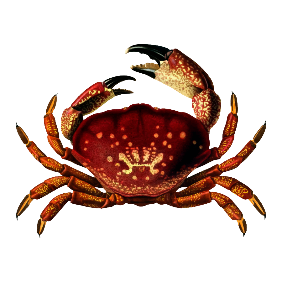Fiddler Crab Transparent Picture