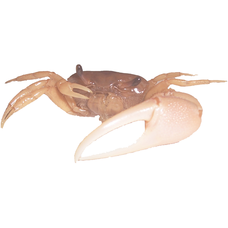 Fiddler Crab Transparent Clipart