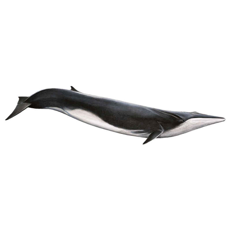 Fin Whale Transparent Photo
