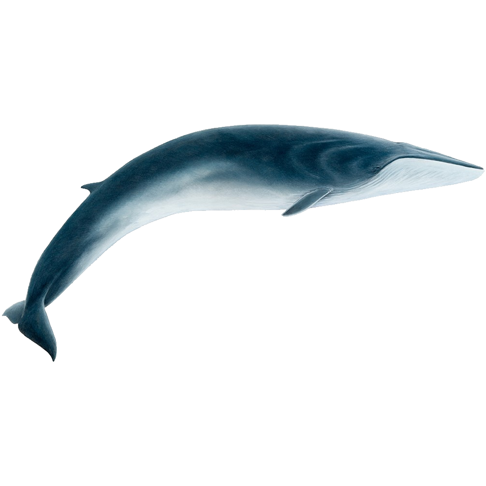 Fin Whale Transparent Picture