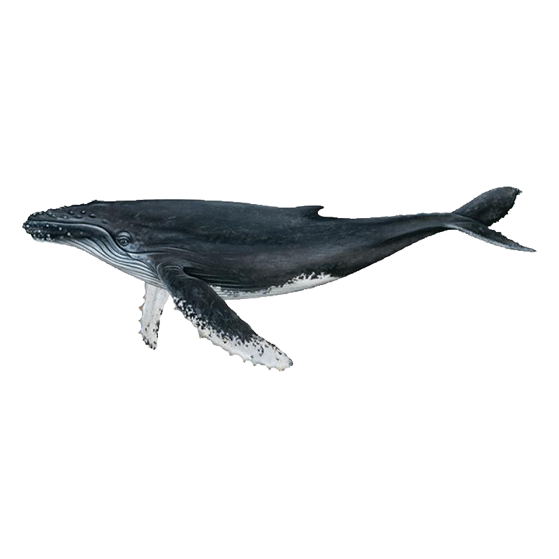 Fin Whale Transparent Gallery