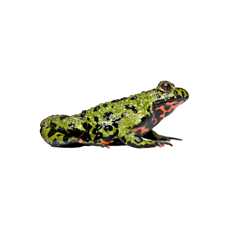 Fire Bellied Toad Transparent Clipart