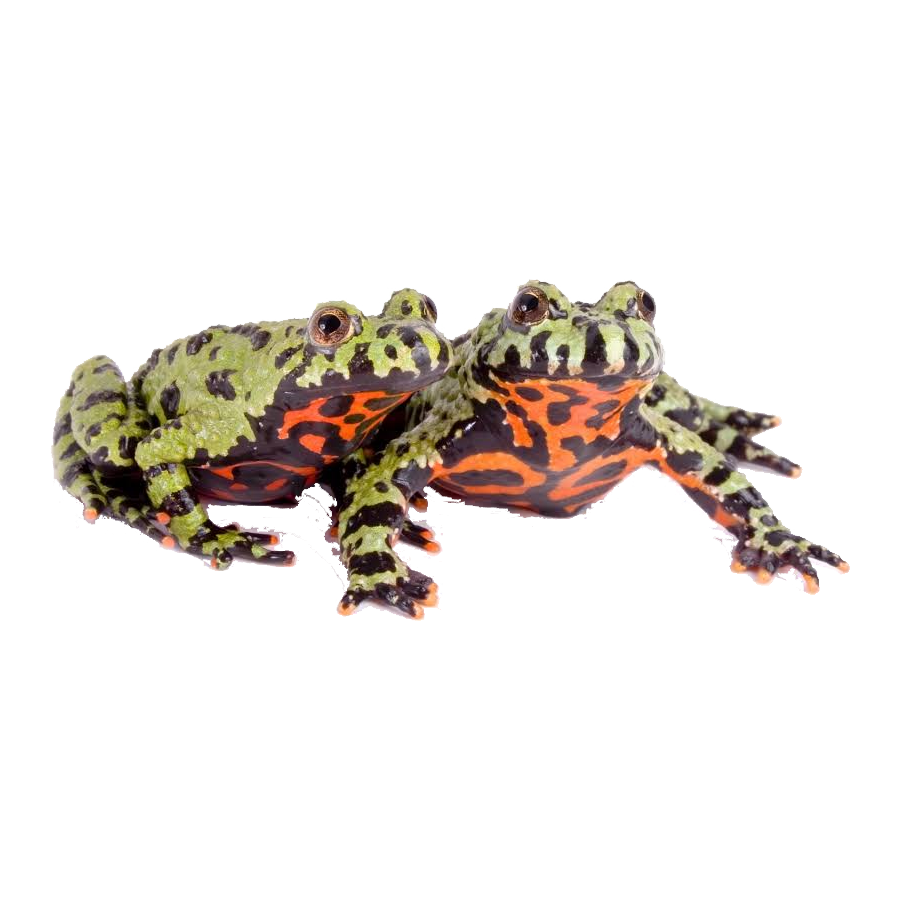 Fire Bellied Toad Transparent Gallery
