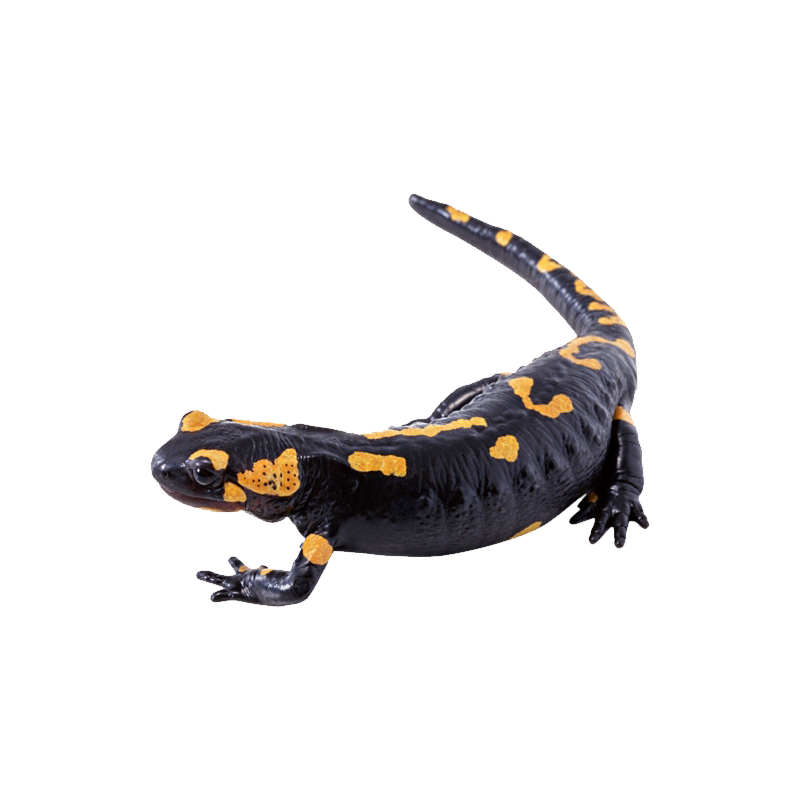 Fire Salamander Transparent Photo
