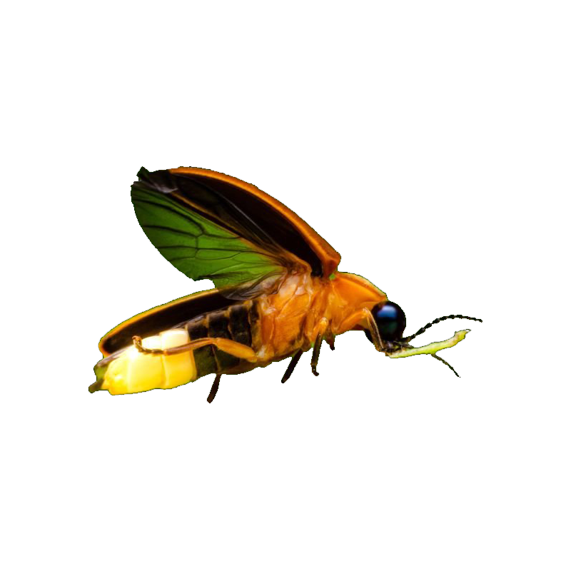 Firefly Transparent Picture