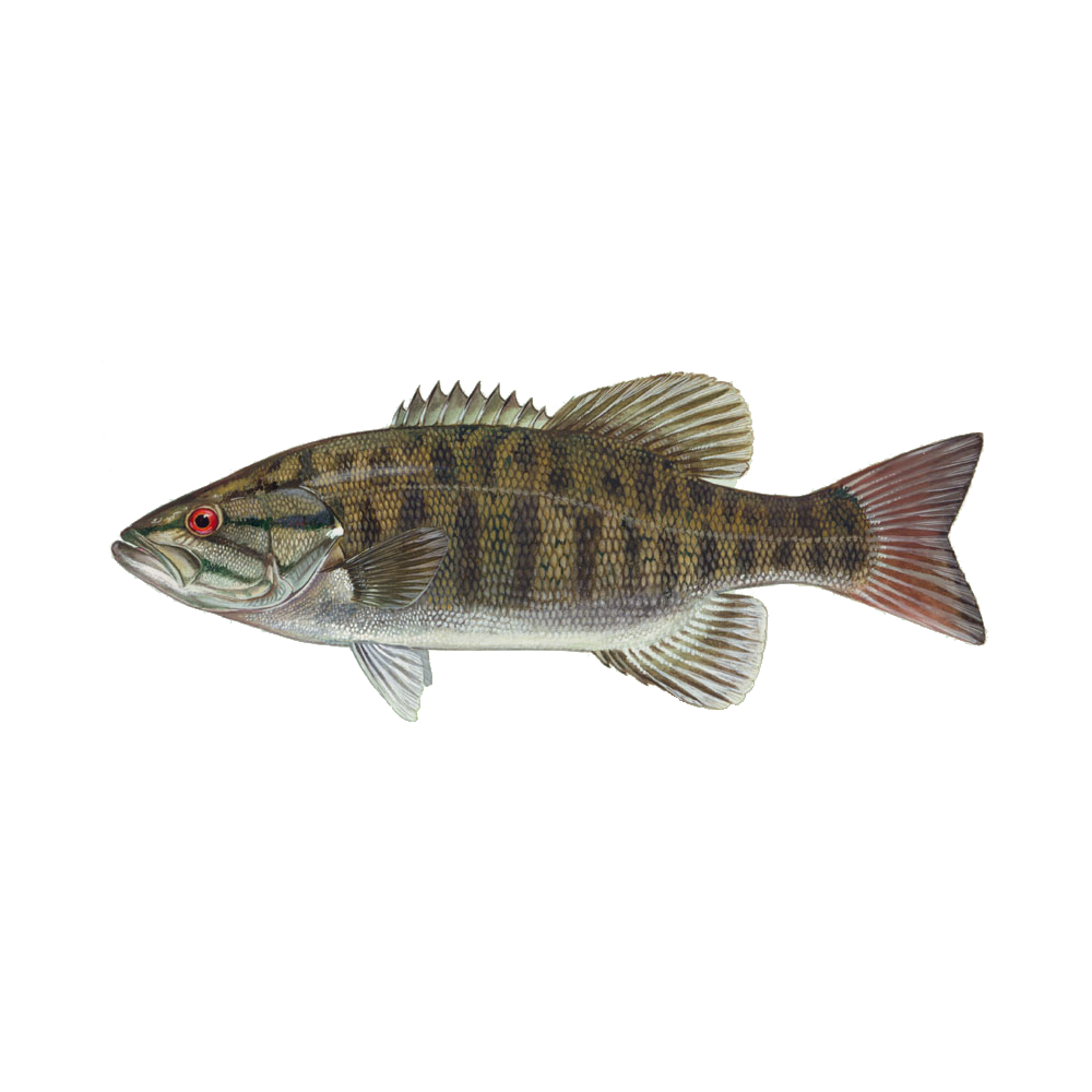 Fish  Transparent Image