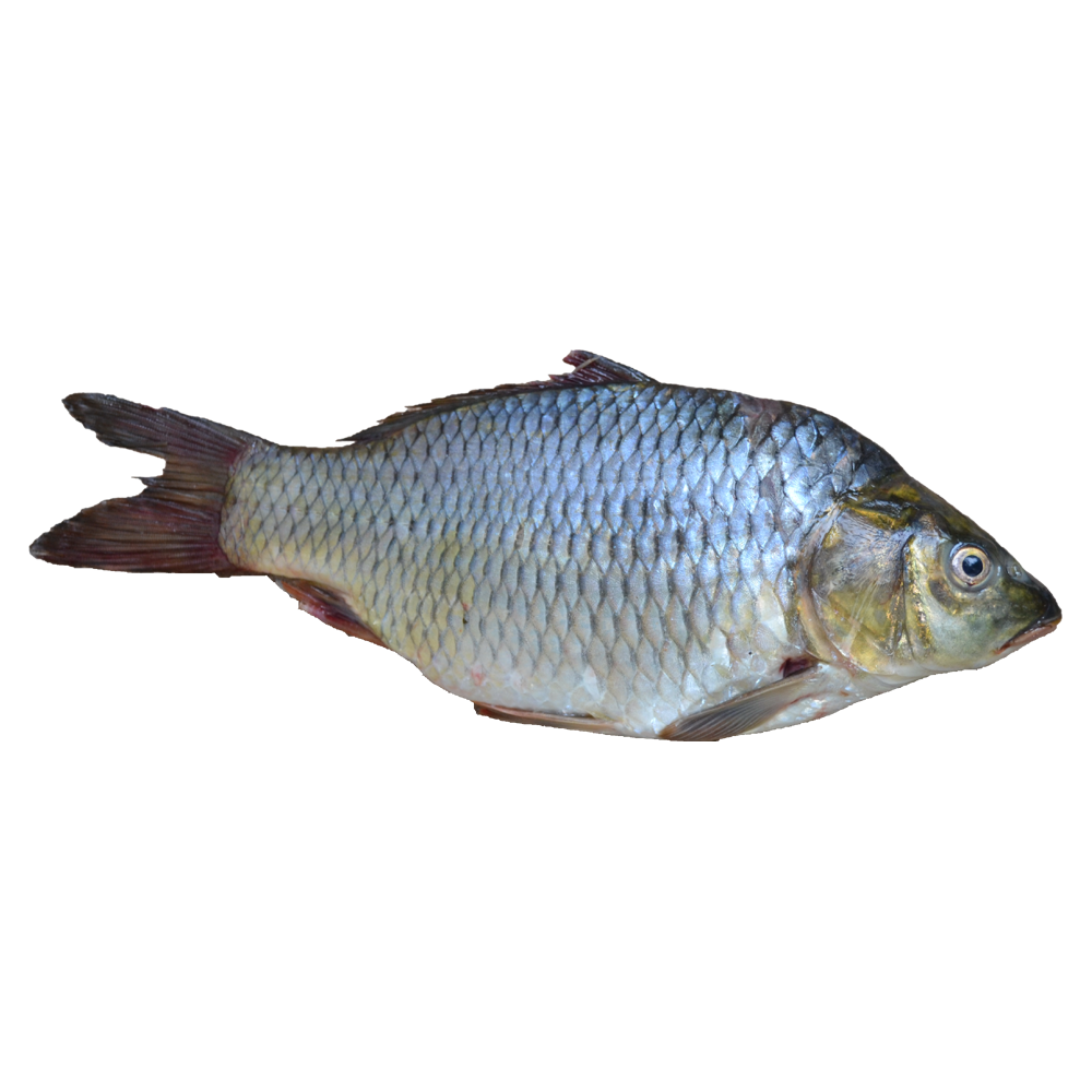 Fish  Transparent Photo