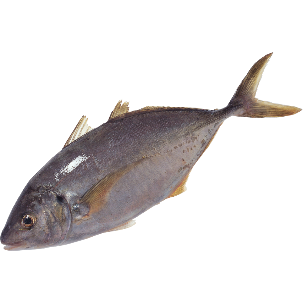 Fish Transparent Picture