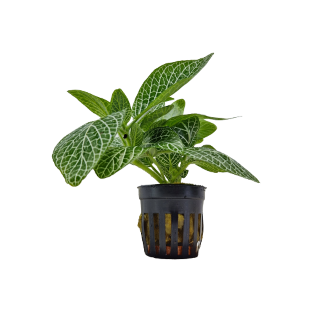 Fittonia Plant  Transparent Image