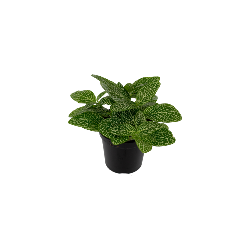 Fittonia Plant  Transparent Photo