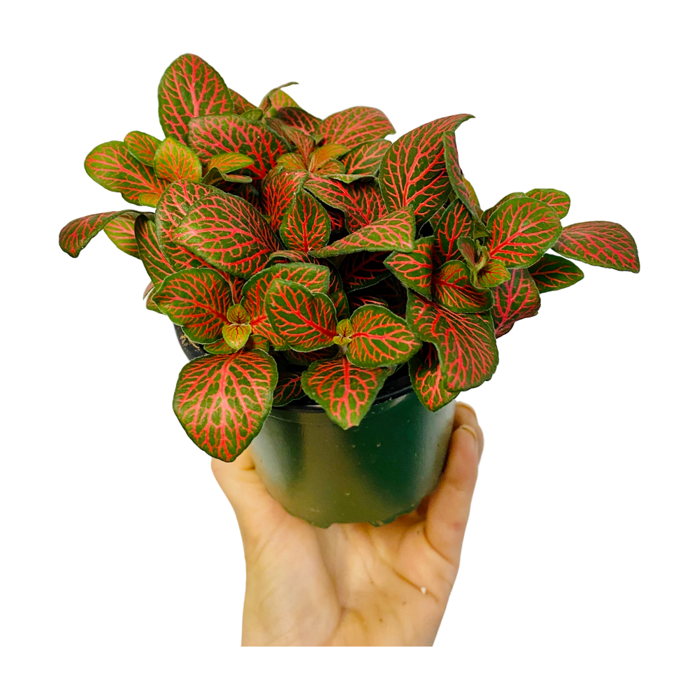 Fittonia Plant Transparent Picture