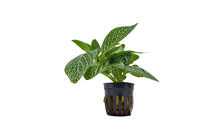 Fittonia Plant PNG