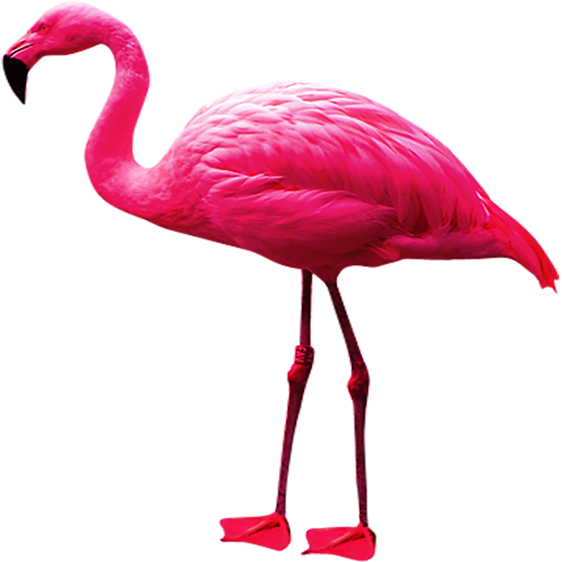 Flamingo Transparent Picture