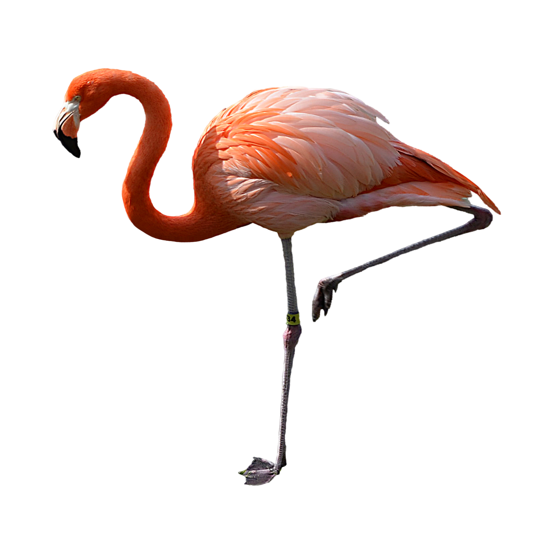 Flamingo Transparent Clipart
