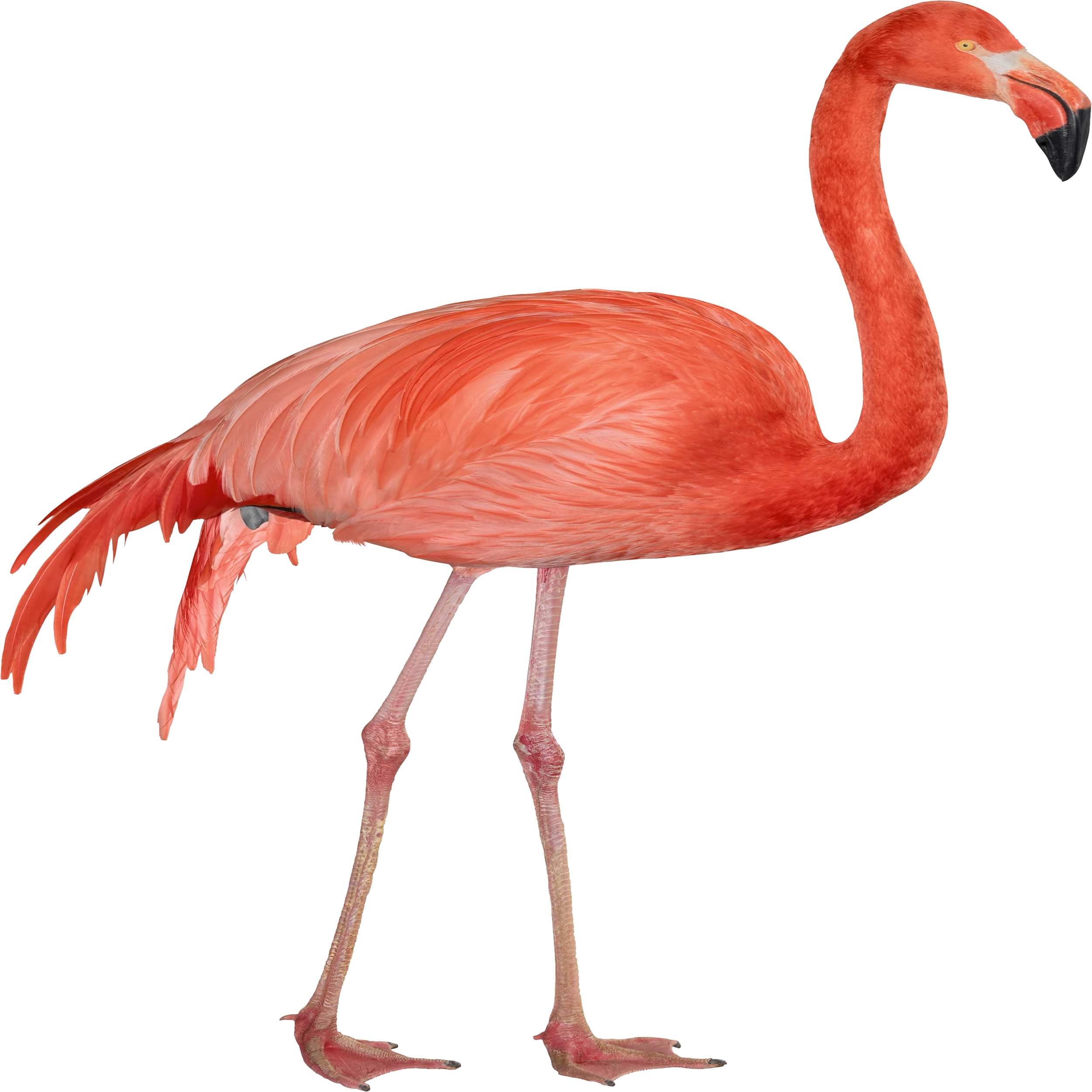 Flamingo Transparent Gallery