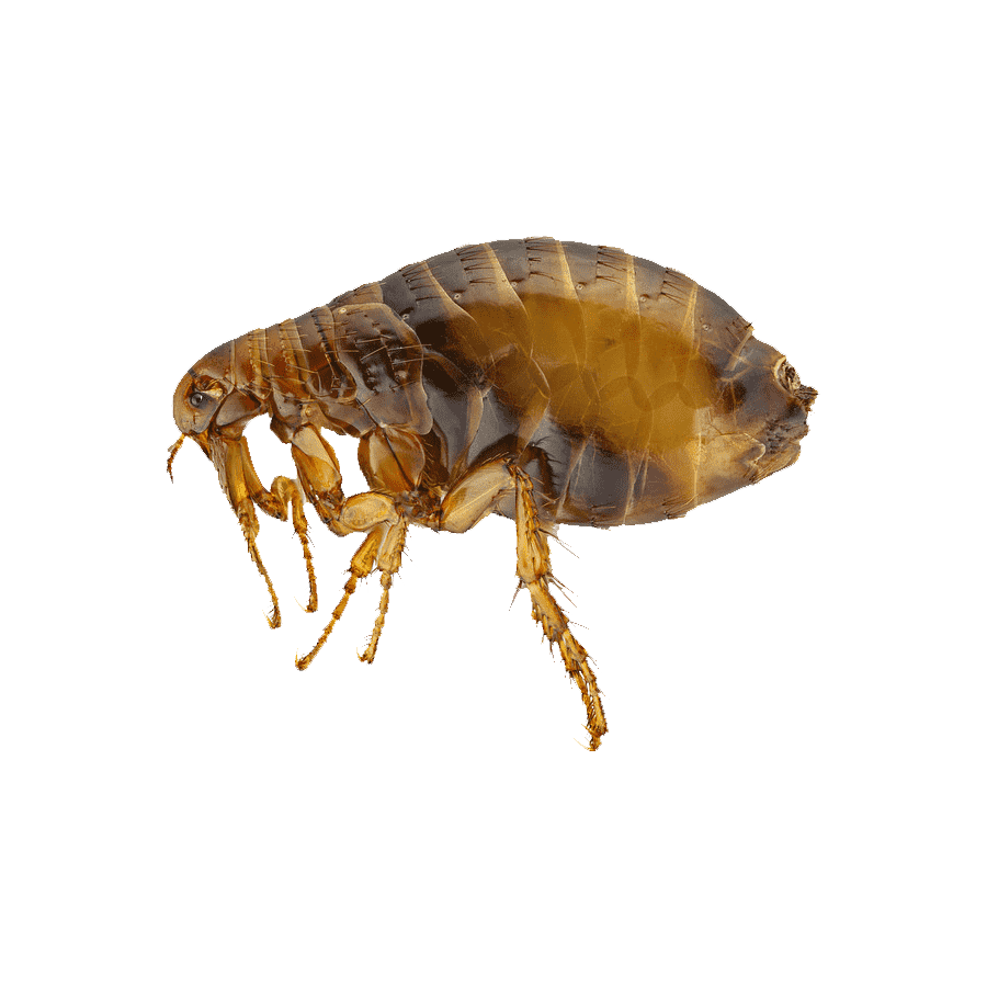 Flea Transparent Picture