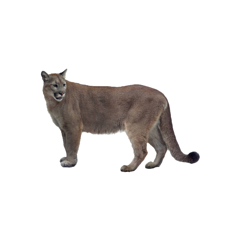 Florida Panther Transparent Clipart