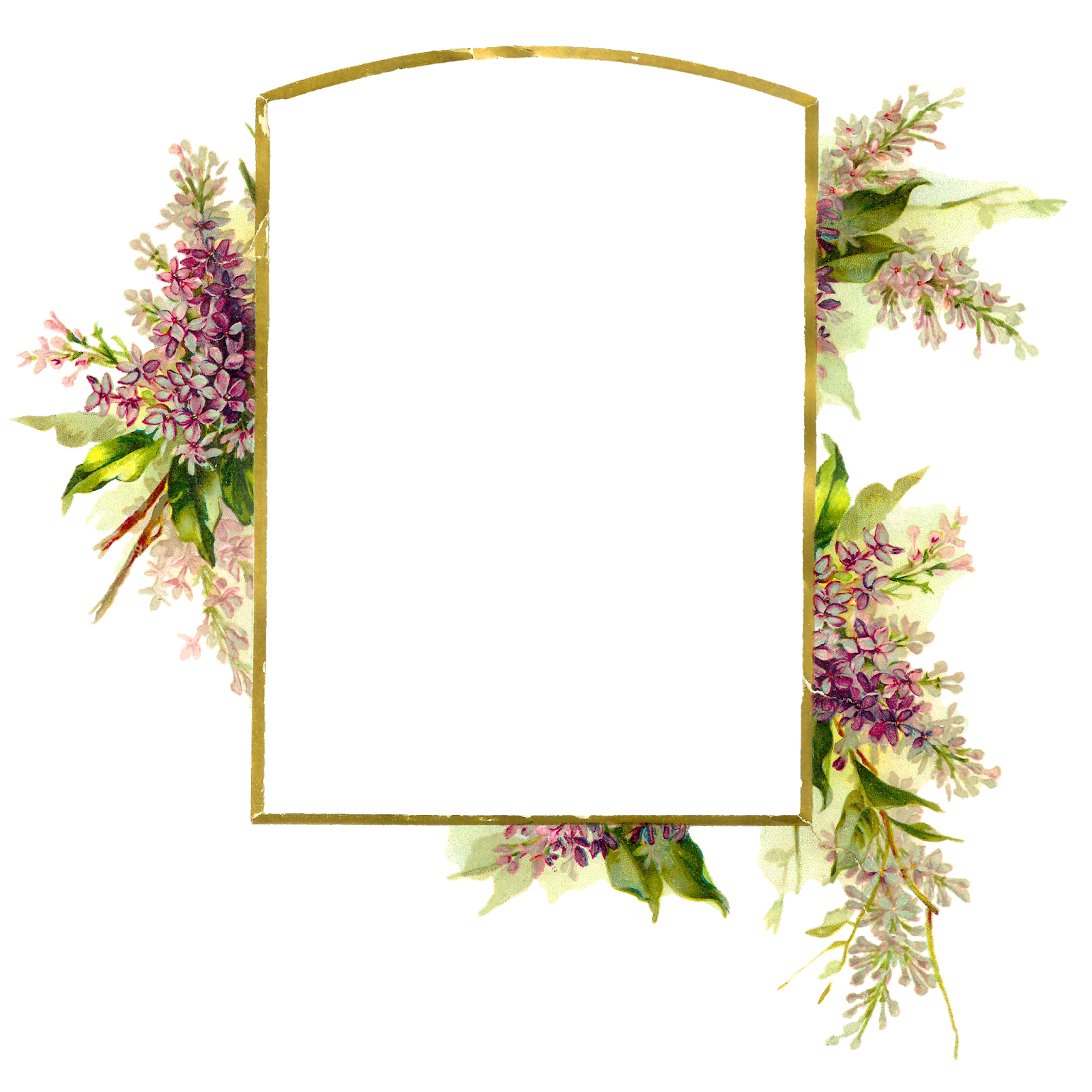 Flower Frame Transparent Photo