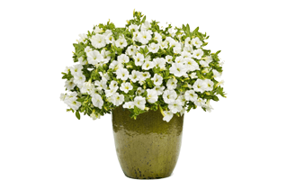 Flower Pot PNG