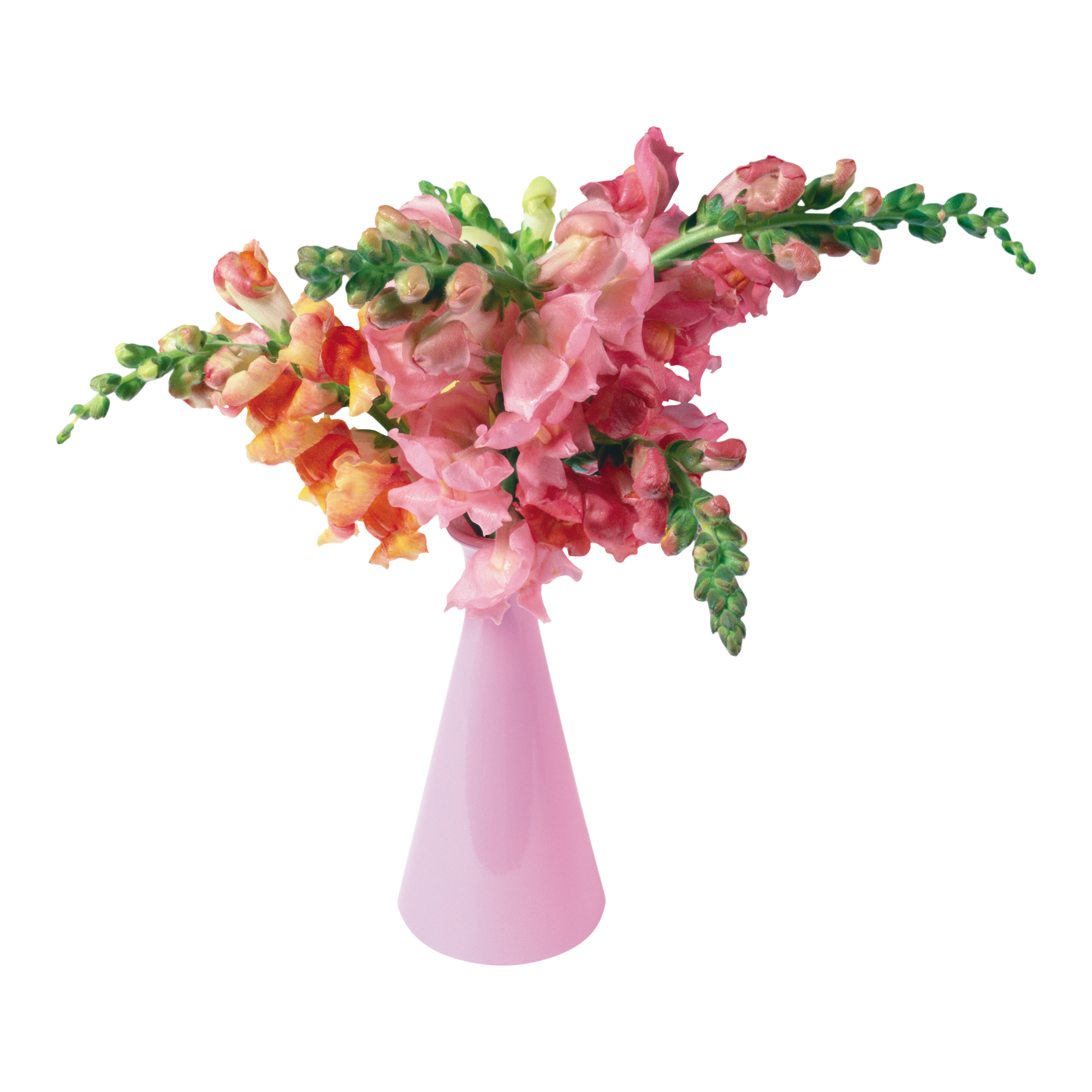 Flower Vase Transparent Gallery