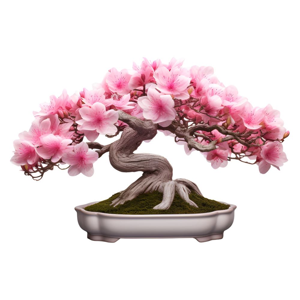 Flowering Bonsai Trees Transparent Picture