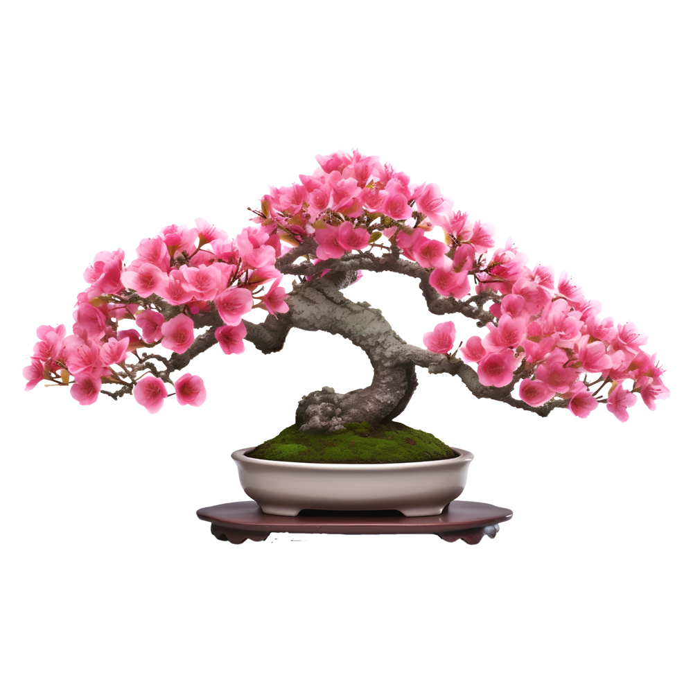 Flowering Bonsai Trees  Transparent Clipart