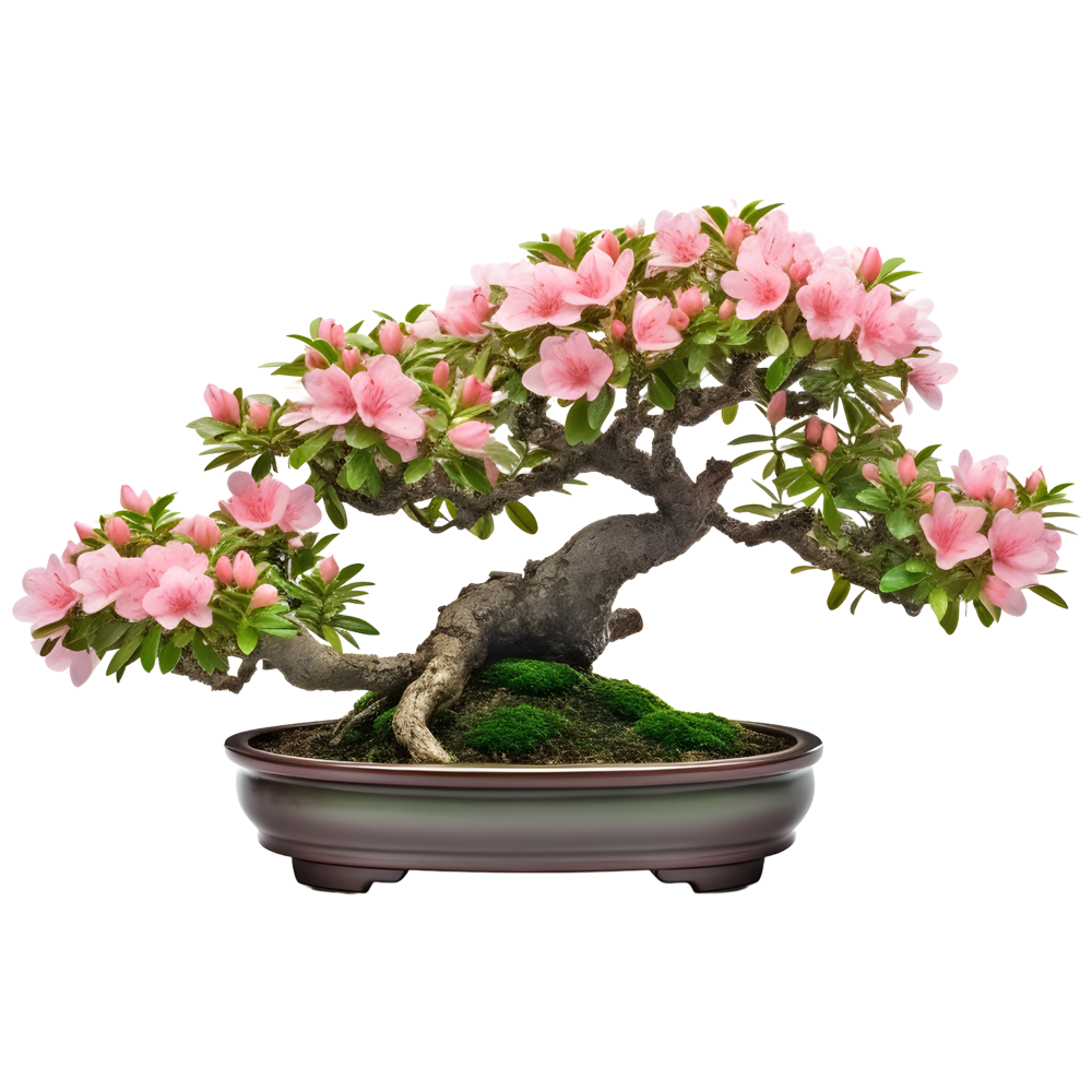 Flowering Bonsai Trees  Transparent Gallery
