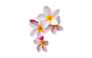 Flumeria Flower PNG