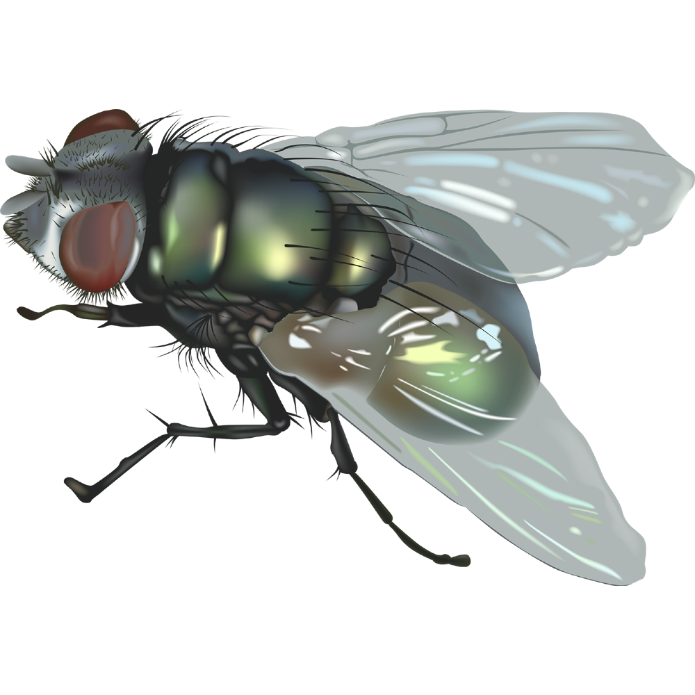 Fly Transparent Picture