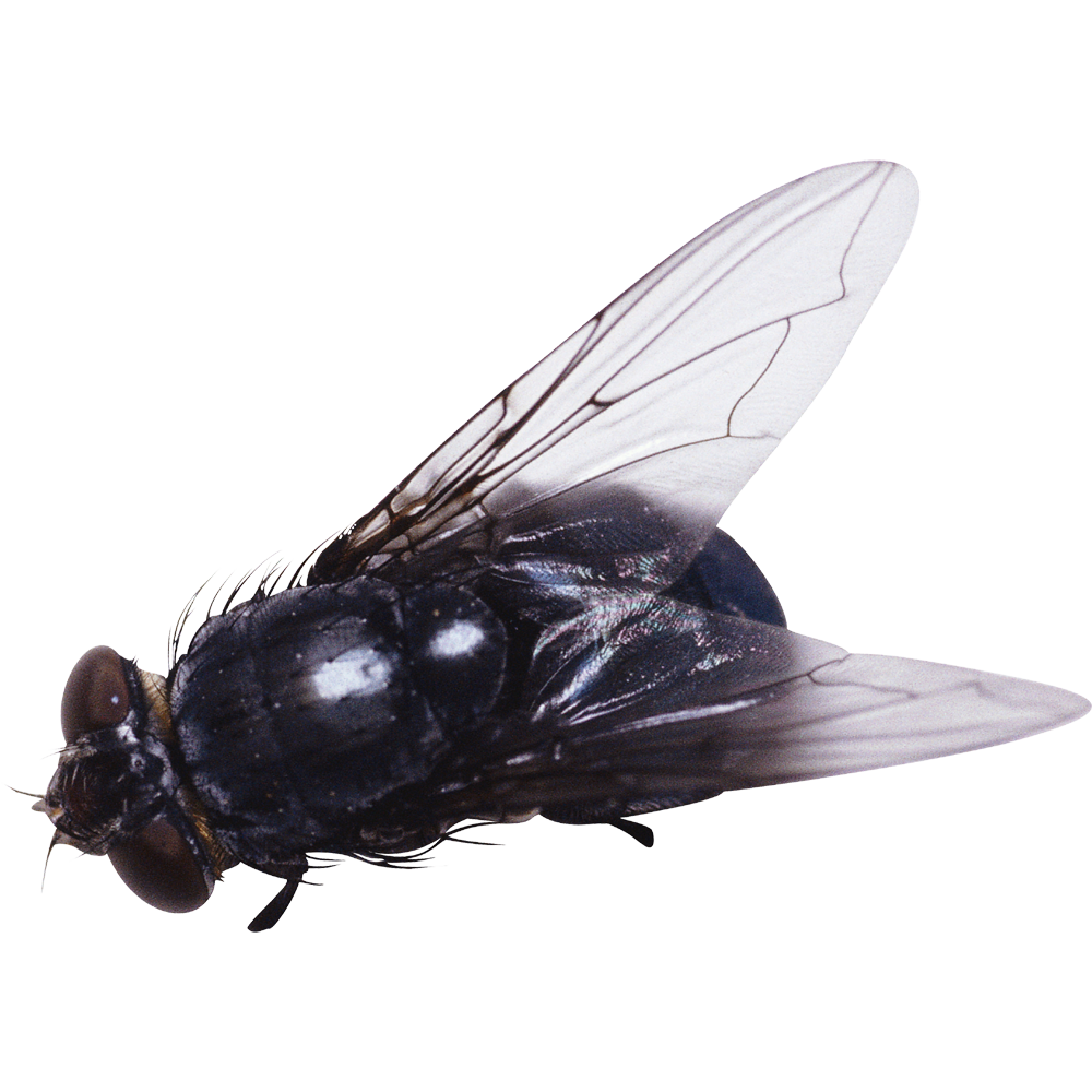 Fly Transparent Clipart