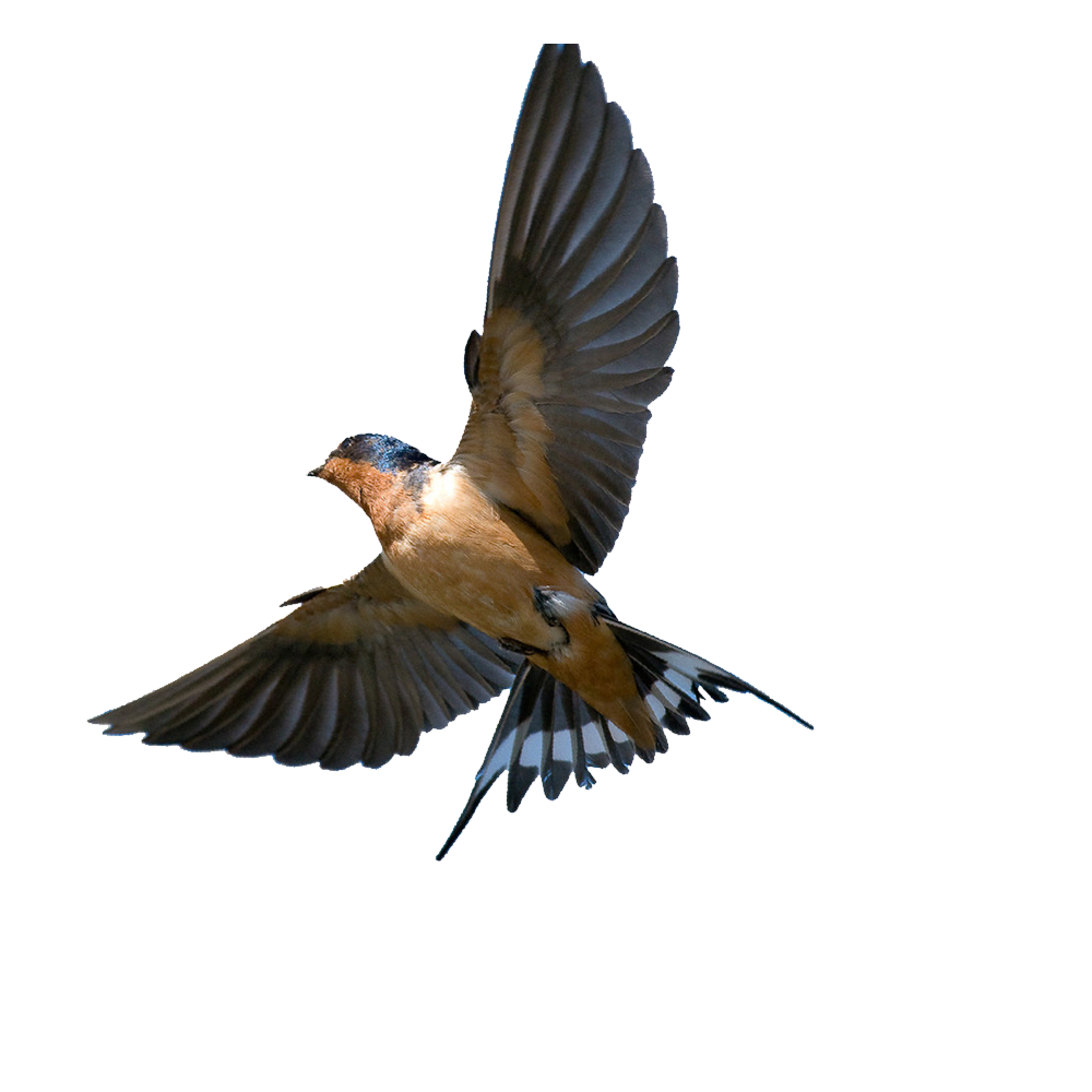 Flying Bird Transparent Photo