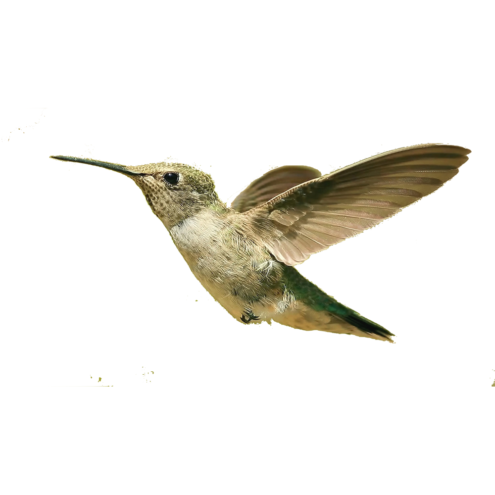 Flying Bird Transparent Picture