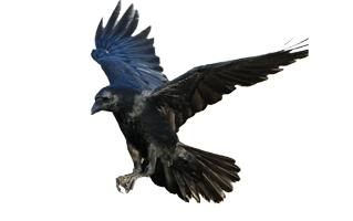 Flying Crow PNG