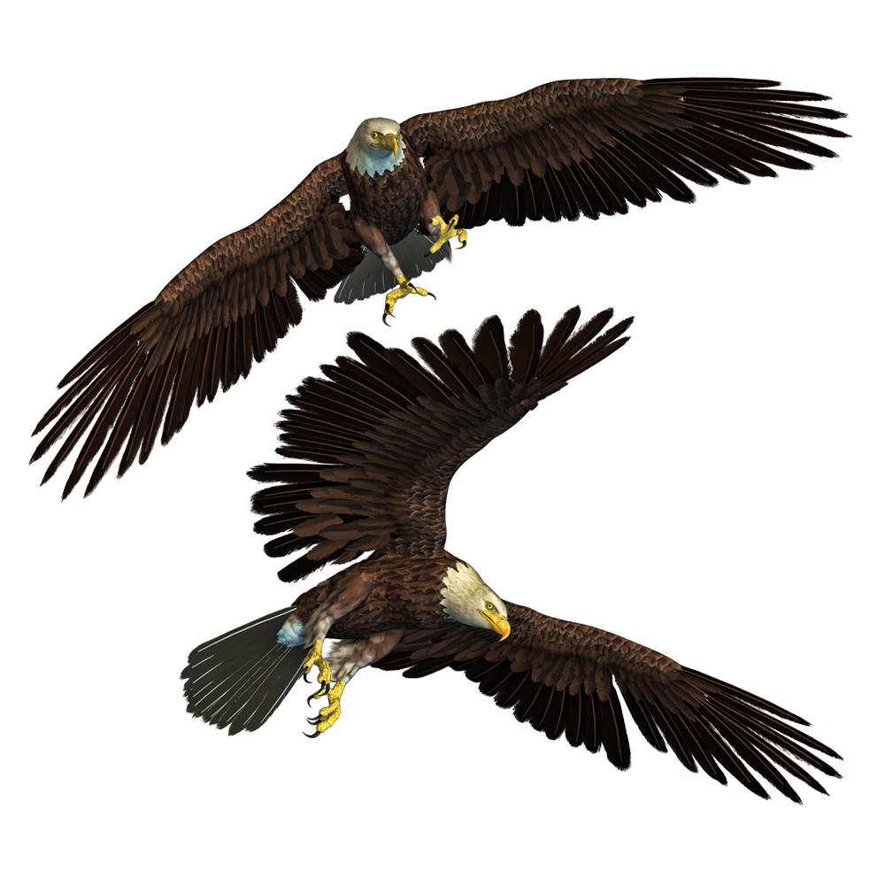Flying Eagle  Transparent Image