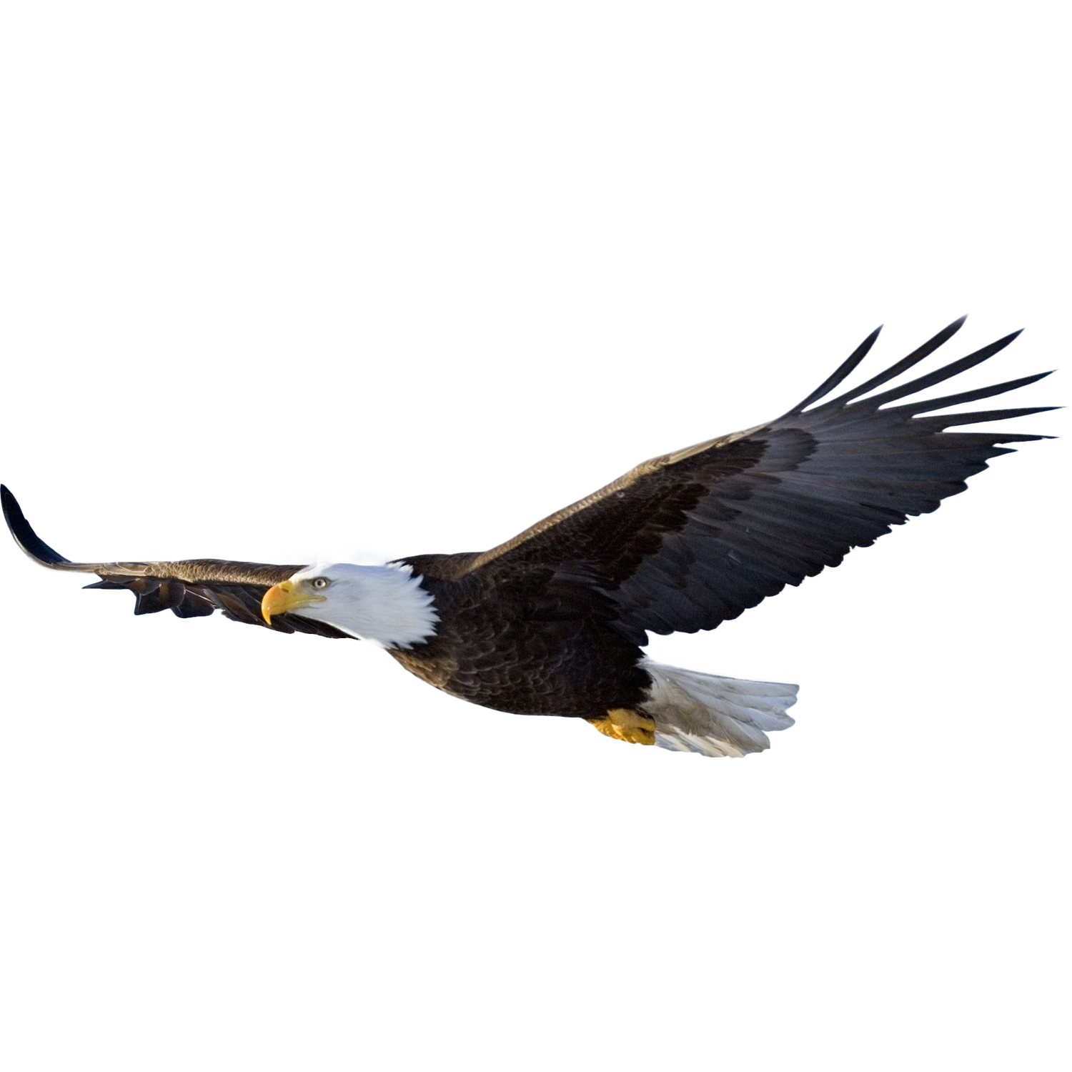 Flying Eagle  Transparent Photo